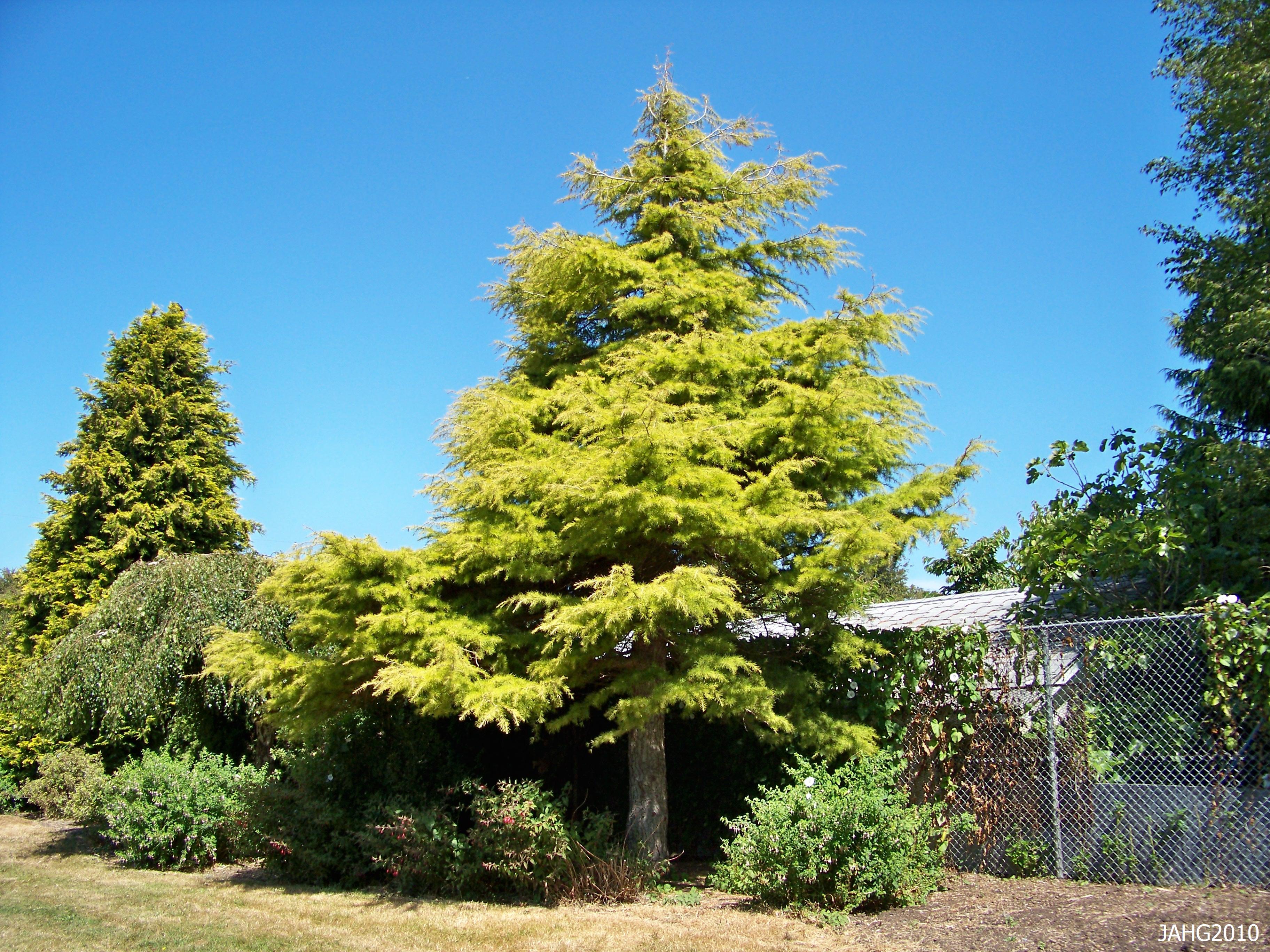 Cedrus deodara 'Yellow Fountain'